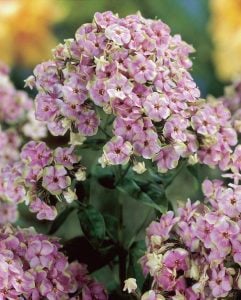 Floks fidesi phlox paniculata starburst 3 adet 7 cm saksıda