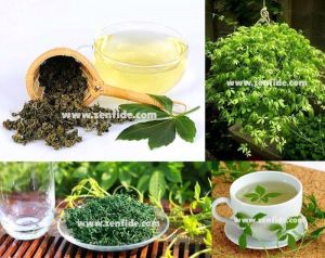Jiaogulan fidesi ölümsüzlük otu ginseng bitkisi gynostemma pentaphyllum
