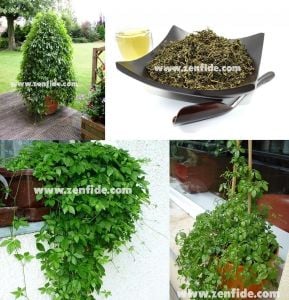 Jiaogulan fidesi ölümsüzlük otu ginseng bitkisi gynostemma pentaphyllum