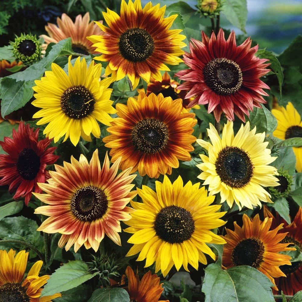 Ayçiçek tohumu autumn beauty pastel renkler helianthus annuus