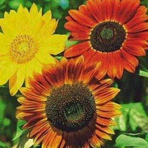 Ayçiçek tohumu autumn beauty pastel renkler helianthus annuus