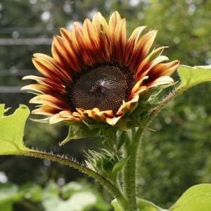 Ayçiçek tohumu autumn beauty pastel renkler helianthus annuus