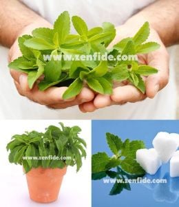 Şeker otu fidesi stevia rebaudiana ithal