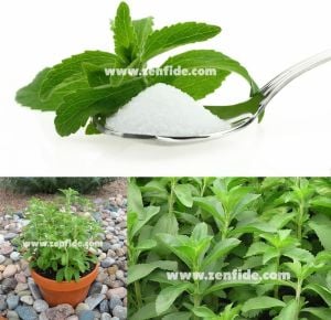 Şeker otu fidesi stevia rebaudiana ithal