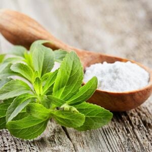 Şeker otu fidesi stevia rebaudiana ithal