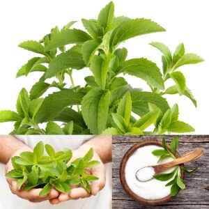 Şeker otu fidesi stevia rebaudiana ithal