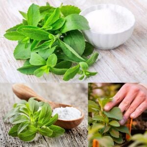 Şeker otu fidesi stevia rebaudiana ithal