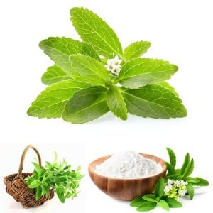 Şeker otu fidesi stevia rebaudiana ithal