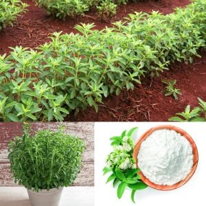 Şeker otu fidesi stevia rebaudiana ithal