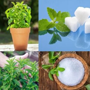 Şeker otu fidesi stevia rebaudiana ithal