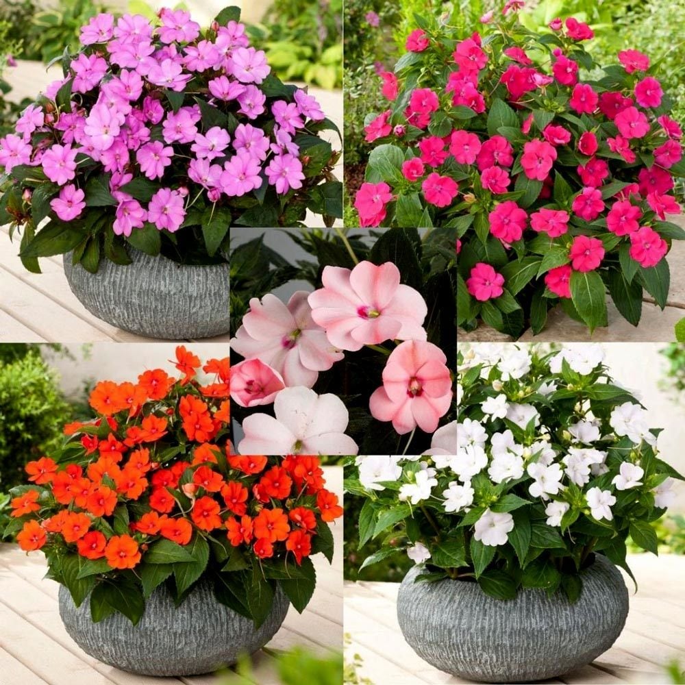 Karışık renk yeni gine çiçeği fidesi magnifico impatiens