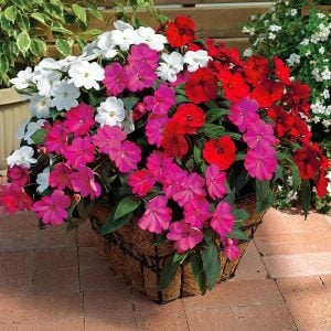 Karışık renk yeni gine çiçeği fidesi magnifico impatiens