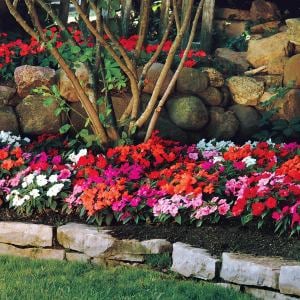 Karışık renk yeni gine çiçeği fidesi magnifico impatiens
