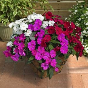 Karışık renk yeni gine çiçeği fidesi magnifico impatiens