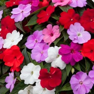 Karışık renk yeni gine çiçeği fidesi magnifico impatiens