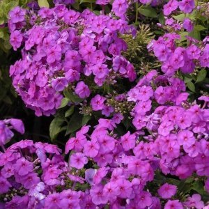 Mor floks fidesi phlox paniculata purple flame 1 fide