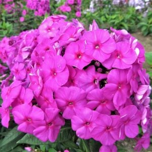 Mor floks fidesi phlox paniculata purple flame 1 fide