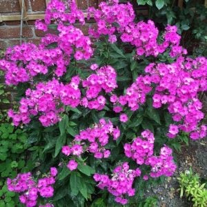 Mor floks fidesi phlox paniculata purple flame 1 fide