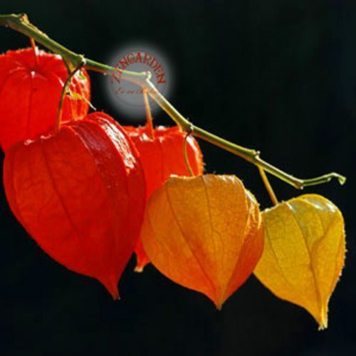 Physalis tohumu çin feneri çiçeği alkekengi