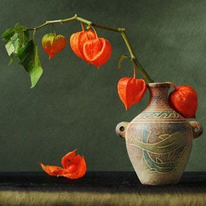 Physalis tohumu çin feneri çiçeği alkekengi