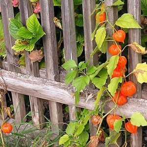 Physalis tohumu çin feneri çiçeği alkekengi