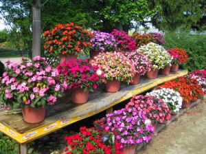 Karışık renk yeni gine çiçeği fidesi magnifico impatiens