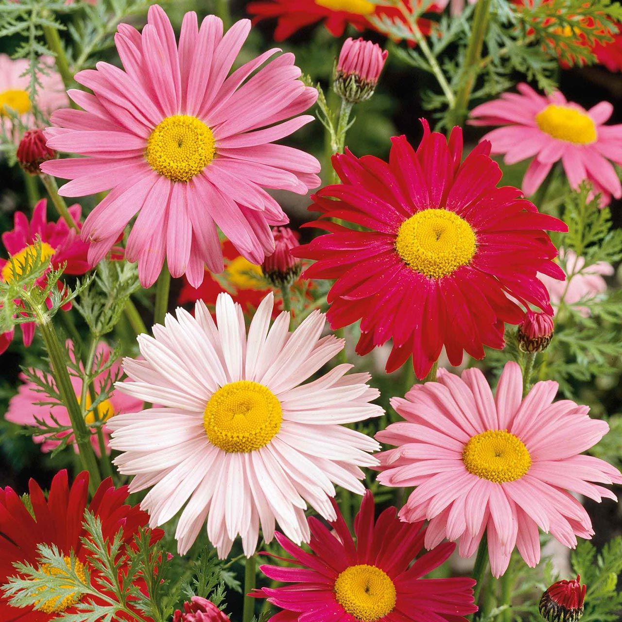 Tanacetum tohumu Robinson's Giants büyük çiçekli coccineum