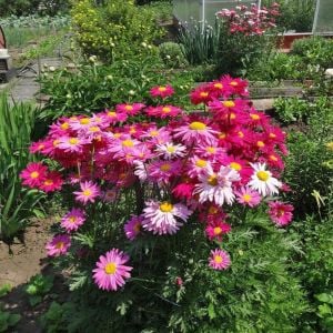 Tanacetum tohumu Robinson's Giants büyük çiçekli coccineum
