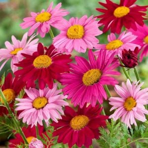 Tanacetum tohumu Robinson's Giants büyük çiçekli coccineum