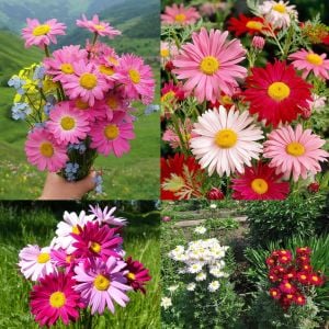 Tanacetum tohumu Robinson's Giants büyük çiçekli coccineum