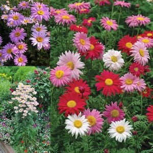 Tanacetum tohumu Robinson's Giants büyük çiçekli coccineum