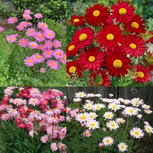 Tanacetum tohumu Robinson's Giants büyük çiçekli coccineum