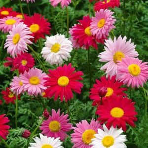 Tanacetum tohumu Robinson's Giants büyük çiçekli coccineum