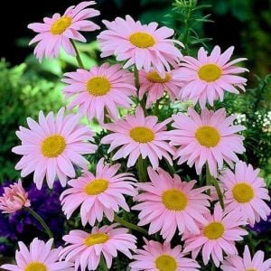 Tanacetum tohumu Robinson's Giants büyük çiçekli coccineum