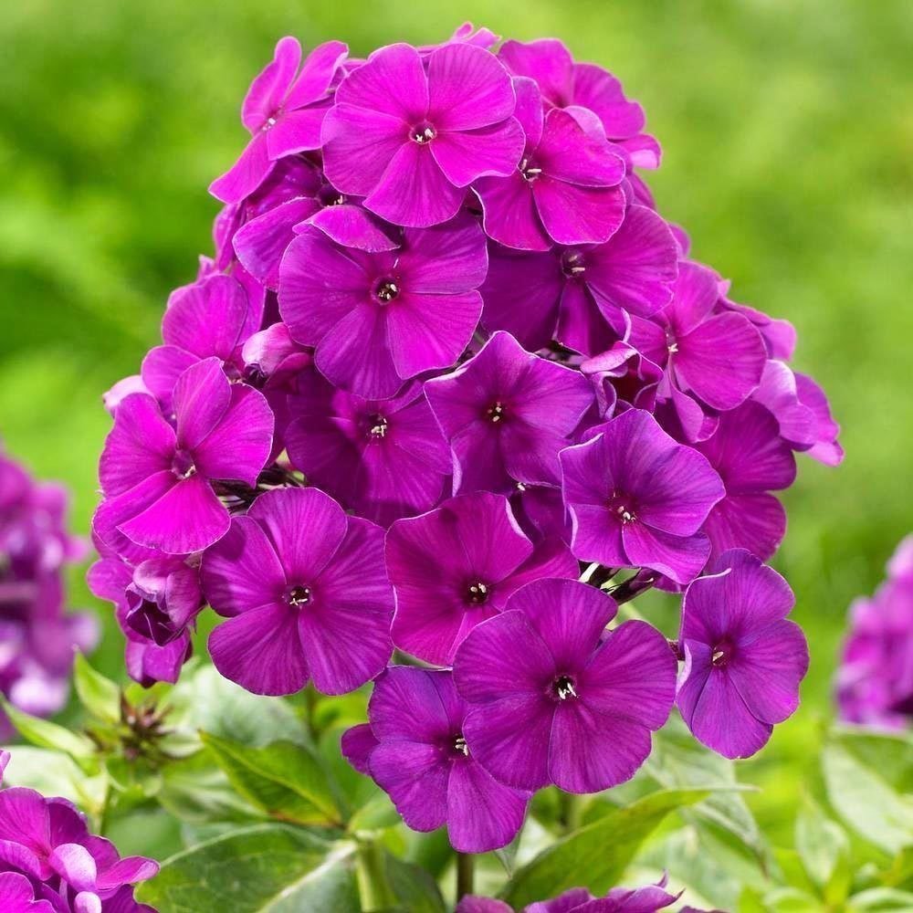 Mor floks fidesi phlox paniculata purple flame 3 adet 7 cm saksıda