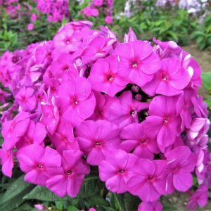 Mor floks fidesi phlox paniculata purple flame 3 adet 7 cm saksıda