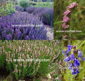 Şifalı zufaotu fidesi karışımı hyssop mix pembe beyaz mavi - 3 adet XXL fide 3lü set saksıda