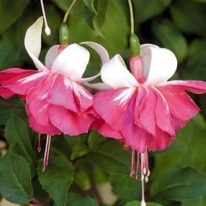 Marbeller flying scotsman küpeli çiçeği fidesi XXL büyük katlı çiçekli