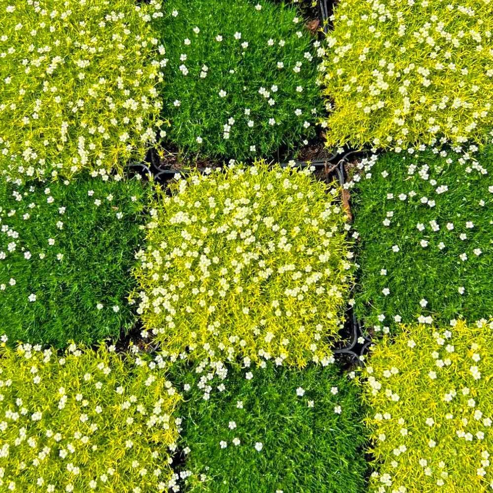 İrlanda çimi fidesi sagina subulata irish moss lime