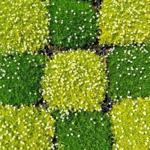 İrlanda çimi fidesi sagina subulata irish moss lime