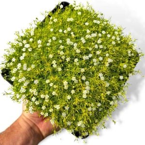 İrlanda çimi fidesi sagina subulata irish moss lime