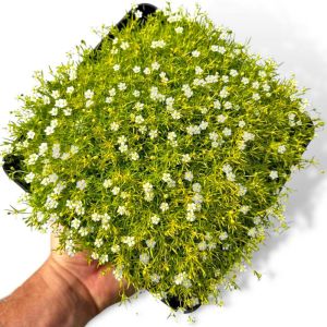 İrlanda çimi fidesi sagina subulata irish moss lime