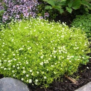 İrlanda çimi fidesi sagina subulata irish moss lime