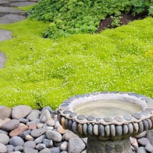 İrlanda çimi fidesi sagina subulata irish moss lime