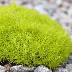 İrlanda çimi fidesi sagina subulata irish moss lime