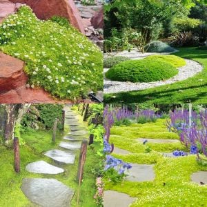 İrlanda çimi fidesi sagina subulata irish moss lime