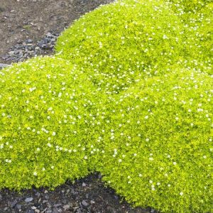 İrlanda çimi fidesi sagina subulata irish moss lime