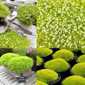 İrlanda çimi fidesi sagina subulata irish moss lime