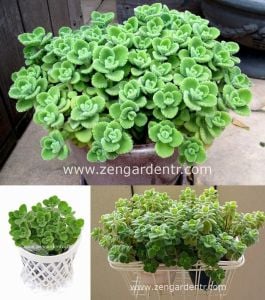 Nane kokulu küba kekiği plectranthus amboinicus