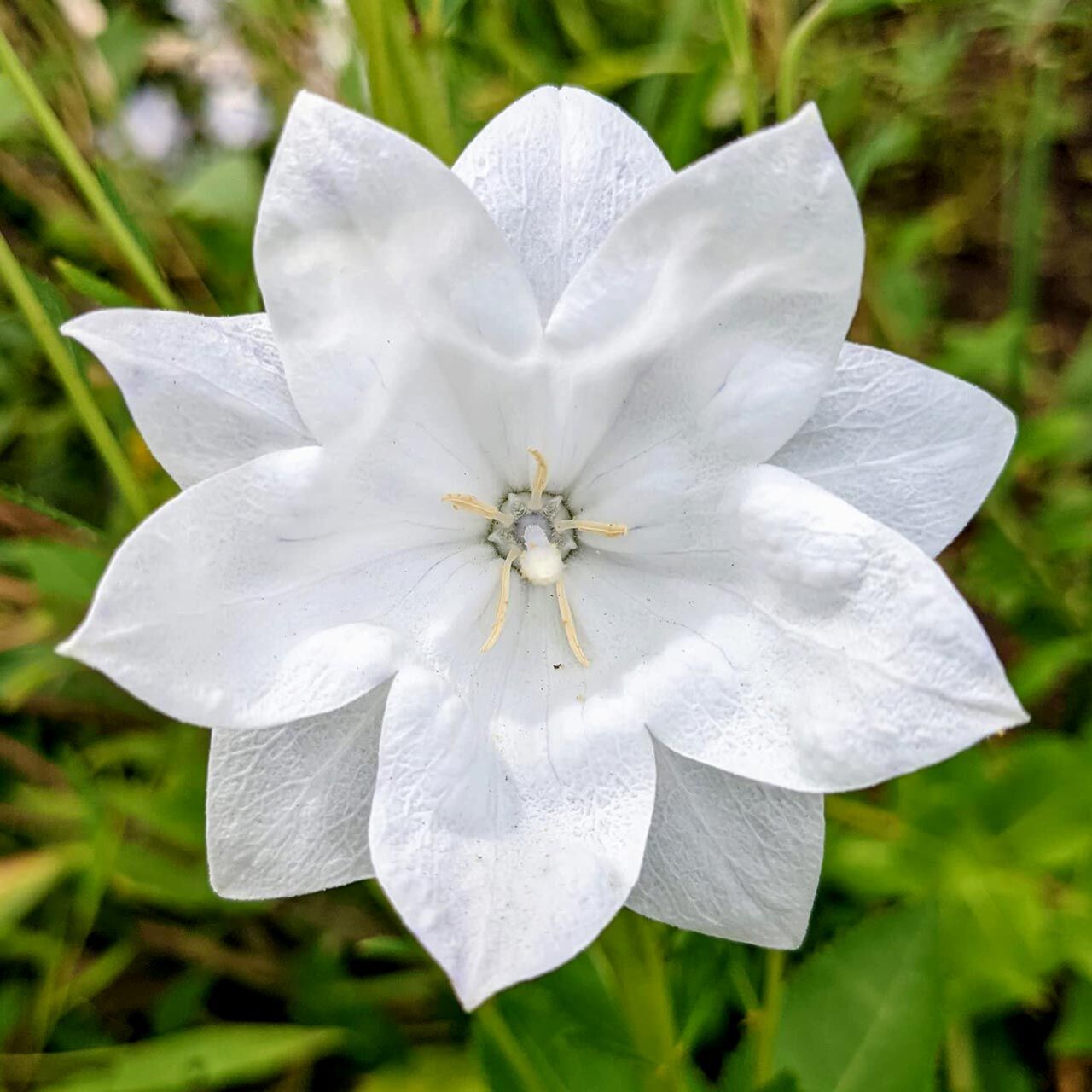 Katmerli platycodon tohumu beyaz balon çiçeği tohumu hakone white